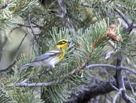 Townsends Warbler 5841